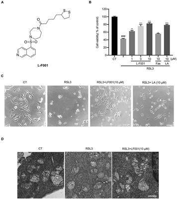 L-F001, a Multifunctional Fasudil-Lipoic Acid Dimer Prevents RSL3-Induced Ferroptosis via Maintaining Iron Homeostasis and Inhibiting JNK in HT22 Cells